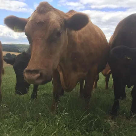 Apartment Taubenschlag *