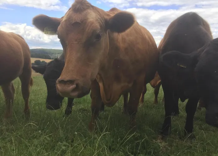 Apartamento Taubenschlag *